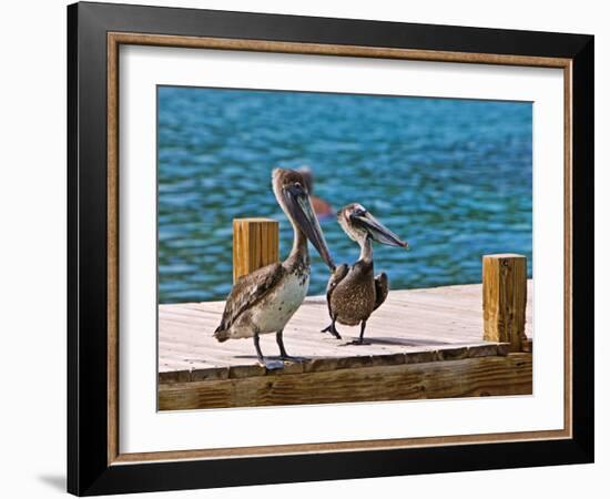 Brown Pelican-Joe Restuccia III-Framed Photographic Print