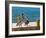 Brown Pelican-Joe Restuccia III-Framed Photographic Print