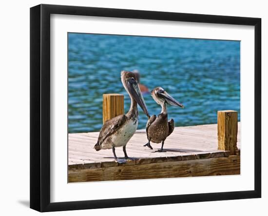 Brown Pelican-Joe Restuccia III-Framed Photographic Print