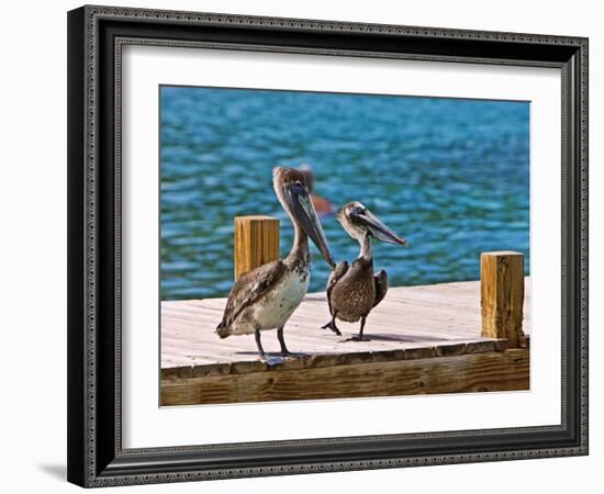 Brown Pelican-Joe Restuccia III-Framed Photographic Print