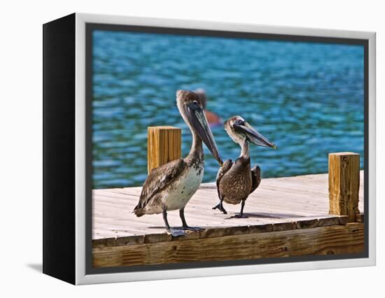 Brown Pelican-Joe Restuccia III-Framed Premier Image Canvas