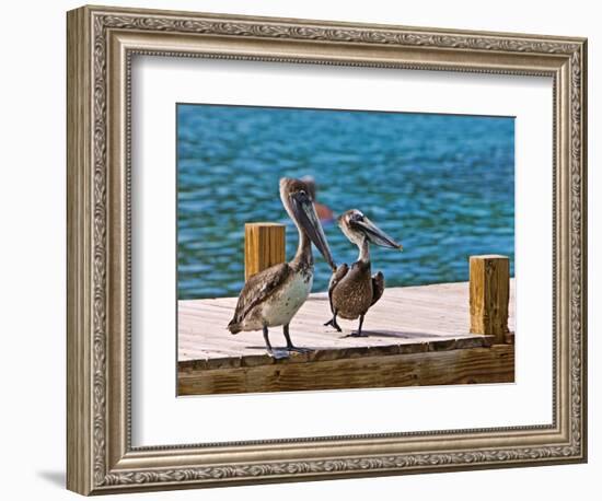 Brown Pelican-Joe Restuccia III-Framed Photographic Print