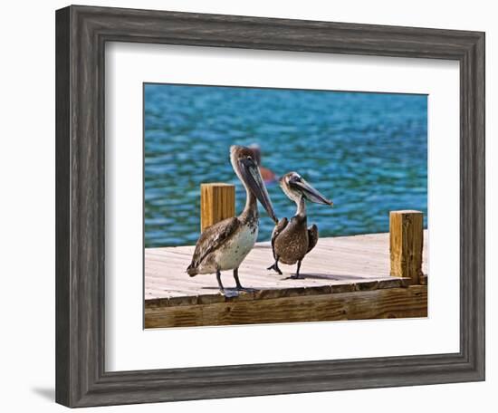 Brown Pelican-Joe Restuccia III-Framed Photographic Print