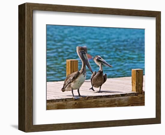 Brown Pelican-Joe Restuccia III-Framed Photographic Print