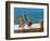 Brown Pelican-Joe Restuccia III-Framed Photographic Print