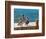 Brown Pelican-Joe Restuccia III-Framed Photographic Print