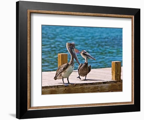 Brown Pelican-Joe Restuccia III-Framed Photographic Print