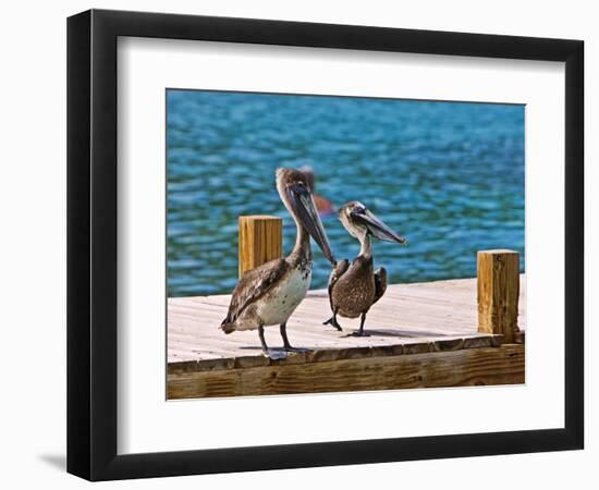 Brown Pelican-Joe Restuccia III-Framed Photographic Print