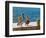 Brown Pelican-Joe Restuccia III-Framed Photographic Print