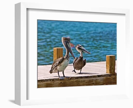 Brown Pelican-Joe Restuccia III-Framed Photographic Print