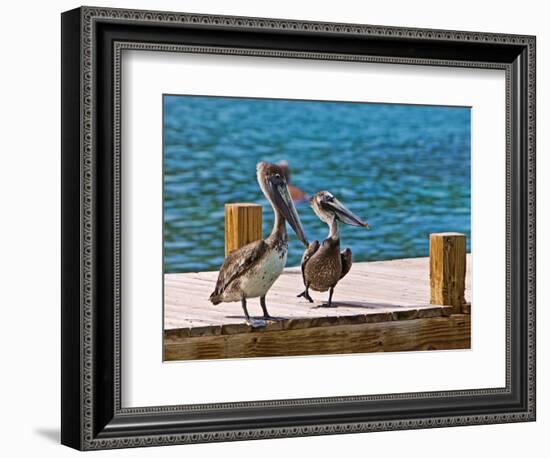 Brown Pelican-Joe Restuccia III-Framed Photographic Print