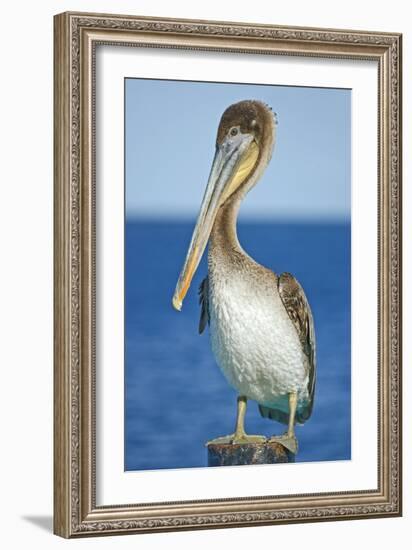 Brown Pelican-Clay Coleman-Framed Photographic Print