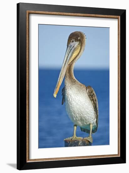 Brown Pelican-Clay Coleman-Framed Photographic Print