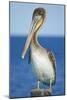 Brown Pelican-Clay Coleman-Mounted Photographic Print