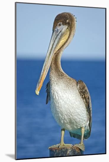 Brown Pelican-Clay Coleman-Mounted Photographic Print