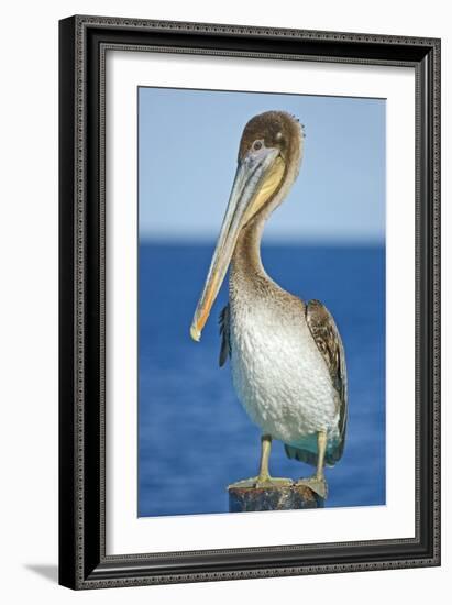 Brown Pelican-Clay Coleman-Framed Photographic Print