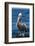 Brown Pelican-DLILLC-Framed Photographic Print