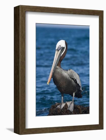 Brown Pelican-DLILLC-Framed Photographic Print