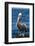 Brown Pelican-DLILLC-Framed Photographic Print