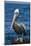 Brown Pelican-DLILLC-Mounted Photographic Print