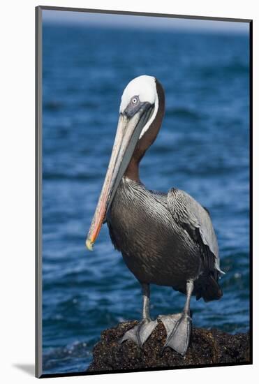 Brown Pelican-DLILLC-Mounted Photographic Print