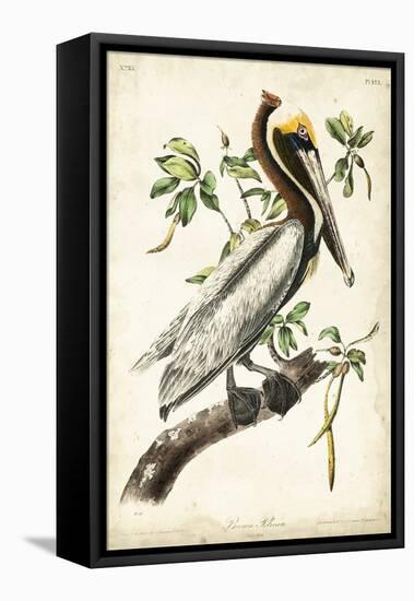 Brown Pelican-John James Audubon-Framed Stretched Canvas