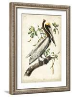 Brown Pelican-John James Audubon-Framed Art Print