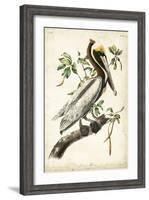 Brown Pelican-John James Audubon-Framed Art Print