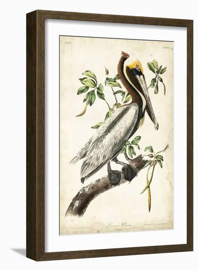 Brown Pelican-John James Audubon-Framed Art Print