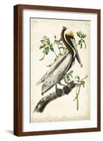 Brown Pelican-John James Audubon-Framed Art Print