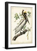 Brown Pelican-John James Audubon-Framed Art Print
