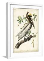 Brown Pelican-John James Audubon-Framed Art Print
