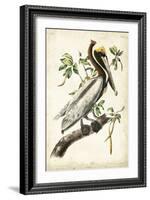 Brown Pelican-John James Audubon-Framed Art Print