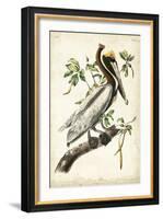Brown Pelican-John James Audubon-Framed Art Print
