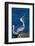 Brown Pelican-null-Framed Photographic Print