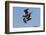 Brown Pelican-Lynn M^ Stone-Framed Photographic Print