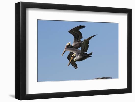 Brown Pelican-Lynn M^ Stone-Framed Photographic Print