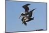 Brown Pelican-Lynn M^ Stone-Mounted Photographic Print