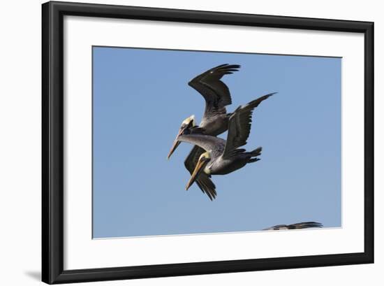Brown Pelican-Lynn M^ Stone-Framed Photographic Print
