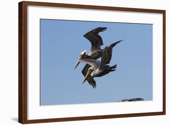 Brown Pelican-Lynn M^ Stone-Framed Photographic Print