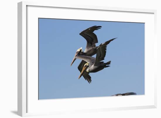 Brown Pelican-Lynn M^ Stone-Framed Photographic Print