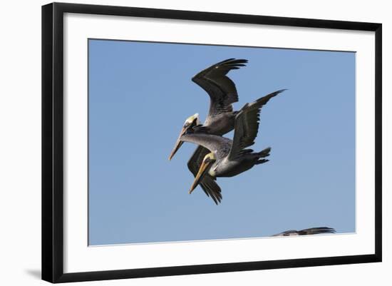 Brown Pelican-Lynn M^ Stone-Framed Photographic Print