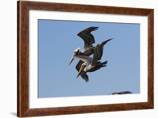 Brown Pelican-Lynn M^ Stone-Framed Photographic Print