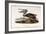 Brown Pelican-John James Audubon-Framed Giclee Print