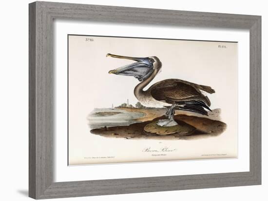 Brown Pelican-John James Audubon-Framed Giclee Print