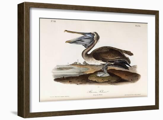 Brown Pelican-John James Audubon-Framed Giclee Print