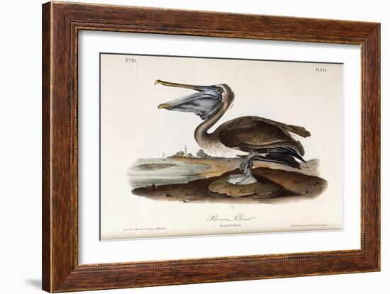 Brown Pelican-John James Audubon-Framed Giclee Print