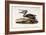 Brown Pelican-John James Audubon-Framed Giclee Print