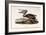 Brown Pelican-John James Audubon-Framed Giclee Print