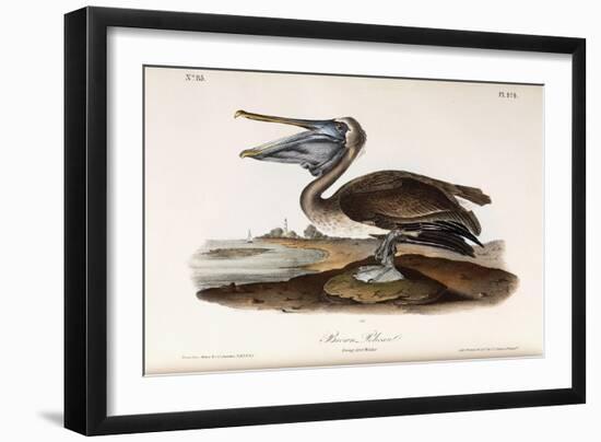 Brown Pelican-John James Audubon-Framed Giclee Print